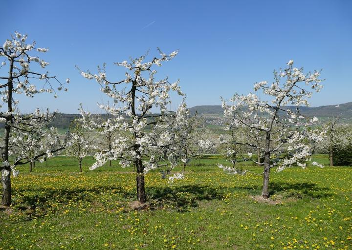 Zum Walberla